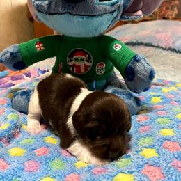 MOCHA. CKC FULL RIGHTS - Black and cream male Dachshund puppy in Elizabethtown, Kentucky from Teeny Tiny Puppy Tails