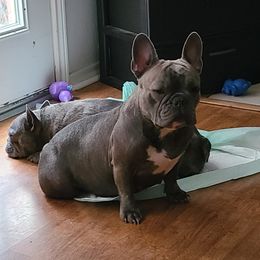 Xena - French Bulldog