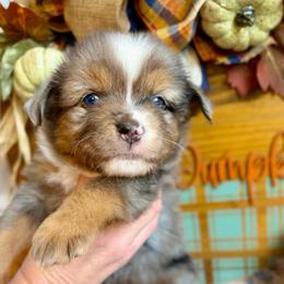 Merle - Blue merle male Toy Australian Shepherd puppy in Covington, Louisiana from Corner Oak Aussies