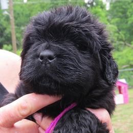 Newfoundland puppies from Furball Acres