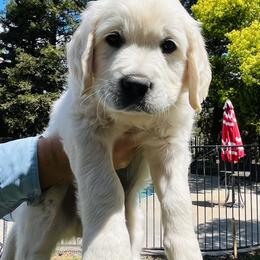 Golden Retriever Puppies from Puppy Love, Hall's Goldens