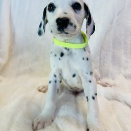 Mr.Lime - White and black male Dalmatian puppy in Chehalis, Washington from Dalmatian Vacation