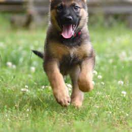 German Shepherd Puppies from Patriot Shepherds