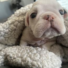 Bulldog and French Bulldog Puppies from The Georgia Bully Bunch