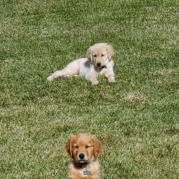 Golden Retrievers from PC Goldens