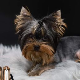 Tink - Yorkshire Terrier