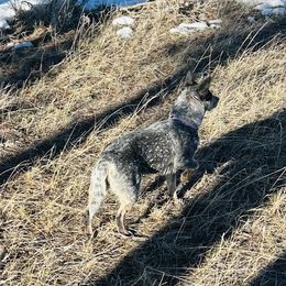 Australian Cattle Dog and French Bulldog Puppies from Sugarloaf French bulldogs and Australian cattle dogs