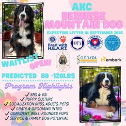 Zeke - male Bernese Mountain Dog puppy in Lecanto, Florida from Lecanto Puppy