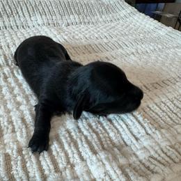 Nova - Cream Brindle - Brindle female Dachshund puppy in Little Elm, Texas from HotDachs