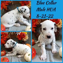 Blue Boy HUA - Dalmatian puppy from Mid-Michigan Dalmatians
