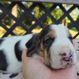 Yarely - Black white and brown female Basset Hound puppy in Denison, Texas from Emma Lou's Baby Bassets