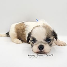 Brindle and White Male - Brindle and white male Shih Tzu puppy in Crawfordsville, Indiana from Swaying Sycamore Farm
