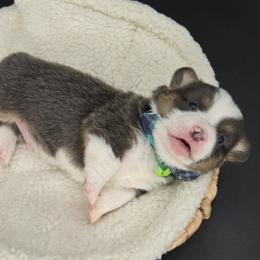 German Shepherd and Pembroke Welsh Corgi Puppies from J&R Shepherds & Corgis