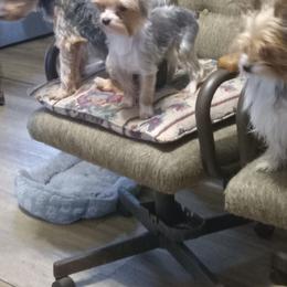 Yorkshire Terrier Puppies from Karen Janovick