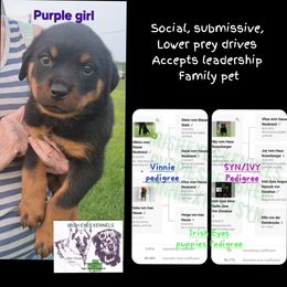 Girl 1 - Black and mahogany female Rottweiler puppy in De Witt, Iowa from Irish Eyes Kennels