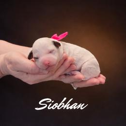 Yellow Collar Siobhan - Merle female Bernedoodle puppy in Camden, North Carolina from Fleury Farm Doodles NC