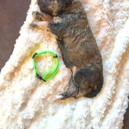 Bernedoodle Puppies from Cry Woof LLC