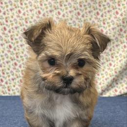 Alfie - Gold male Morkie puppy in Monticello, Iowa from Ashley’s Puppies