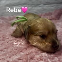 Reba - Cream female Dachshund puppy in Jena, Louisiana from Amy’s Mini Doxies