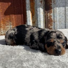 Black and tan dapple boy 3 - Dapple male Dachshund puppy in Defuniak Springs, Florida from Anastasia Knight's Cocker Spaniels