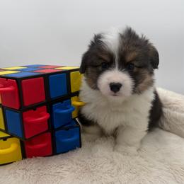 Lincoln - Black and tan male Pembroke Welsh Corgi puppy in Minooka, Illinois from Lucky J Corgis