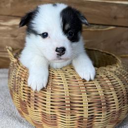 Fancy - White and black female Pembroke Welsh Corgi puppy in Stillwater, Oklahoma from Steele Family Farms