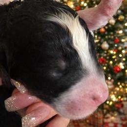 Maple - Tri-color female Bernedoodle puppy in Carlotta, California from Lost Coast Bernese Mountain Dogs