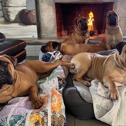 Bullmastiffs from stephanie greenwald
