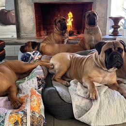 Bullmastiffs from stephanie greenwald