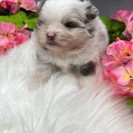 Callie - Blue merle female Pomeranian puppy in Brentwood, California from Royalpawpoms