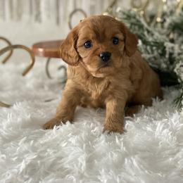 Ocean - Red female Cavapoo puppy in Lagrange, Indiana from Heavn Sent Acres
