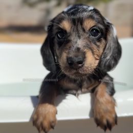 Ivory - Dapple female Dachshund puppy in Arizona from Vonaducci Doxies, LLC.