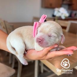 Boy 1 - male Goldendoodle puppy in Utah County, Utah from Big Hearted Breeders