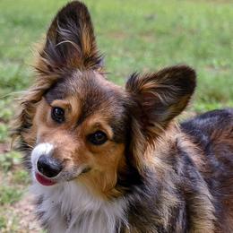 Journey - Sable female Pembroke Welsh Corgi puppy in San Antonio, Texas from Moxxi's Legacy Corgis
