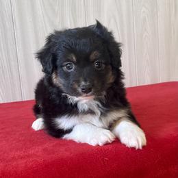 Miniature Australian Shepherd and Toy Australian Shepherd Puppies from Triple J Aussies