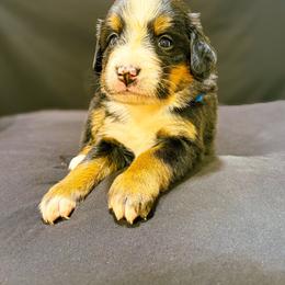 Penny - Black rust and white female Bernese Mountain Dog puppy in Alabama from Dogwood Creek Bernese