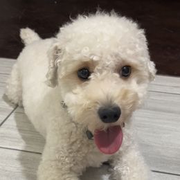 Joey - Poodle