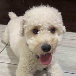 Joey - Poodle