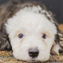 Sheepadoodles from Wiggles & Woofs of Oklahoma