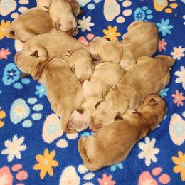 Spark Female 2 - Golden female Golden Retriever puppy in Wauseon, Ohio from Golden Sunrise Retrievers
