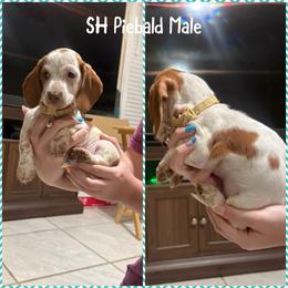 Boy 4 - Piebald male Dachshund puppy in Houma, Louisiana from Portier’s Mini Dachshunds