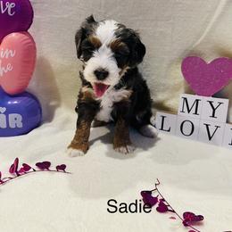 Sadie - Merle female Bernedoodle puppy in Sandy, Oregon from MC Doodles