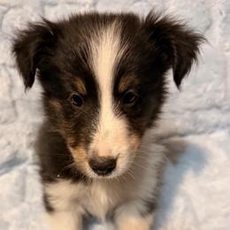 Male 3 - Black white and tan male Shetland Sheepdog puppy in Hobbs, New Mexico from Kailyn Shelties