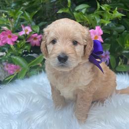 Peanut - Cream male Goldendoodle puppy in The Woodlands, Texas from Gracie's Goldendoodles and Bernedoodles