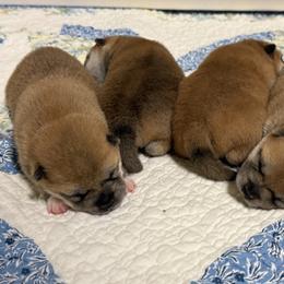 Boy 2 - Red male Shiba Inu puppy in Tuscaloosa, Alabama from Rita and Daniel Montgomery - Cedarwood Siberians and Shibas