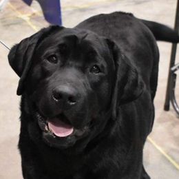 Labrador Retrievers from Buckeye Valley Labradors