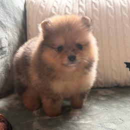 King - Orange sable male Pomeranian puppy in Enumclaw, Washington from SantaAnna Pomeranians