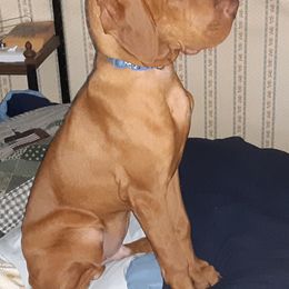 Vizsla Puppies from Vizsla's from Heaven