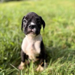 Boy 2 - Brindle male Boxer puppy in Prestonsburg, Kentucky from Diamond Standard Boxers