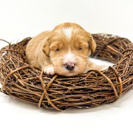 Goldendoodle Puppies from Dreaming Doodles